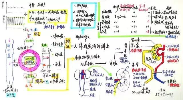 初中生物七年级下册知识点讲解,初一下册生物重点复习初中生学习