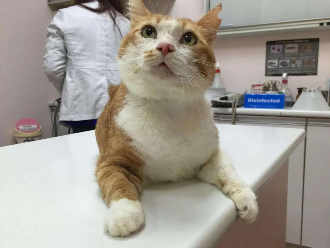 给猫绝育是最大的谎言,看完再决定要不要给猫绝育