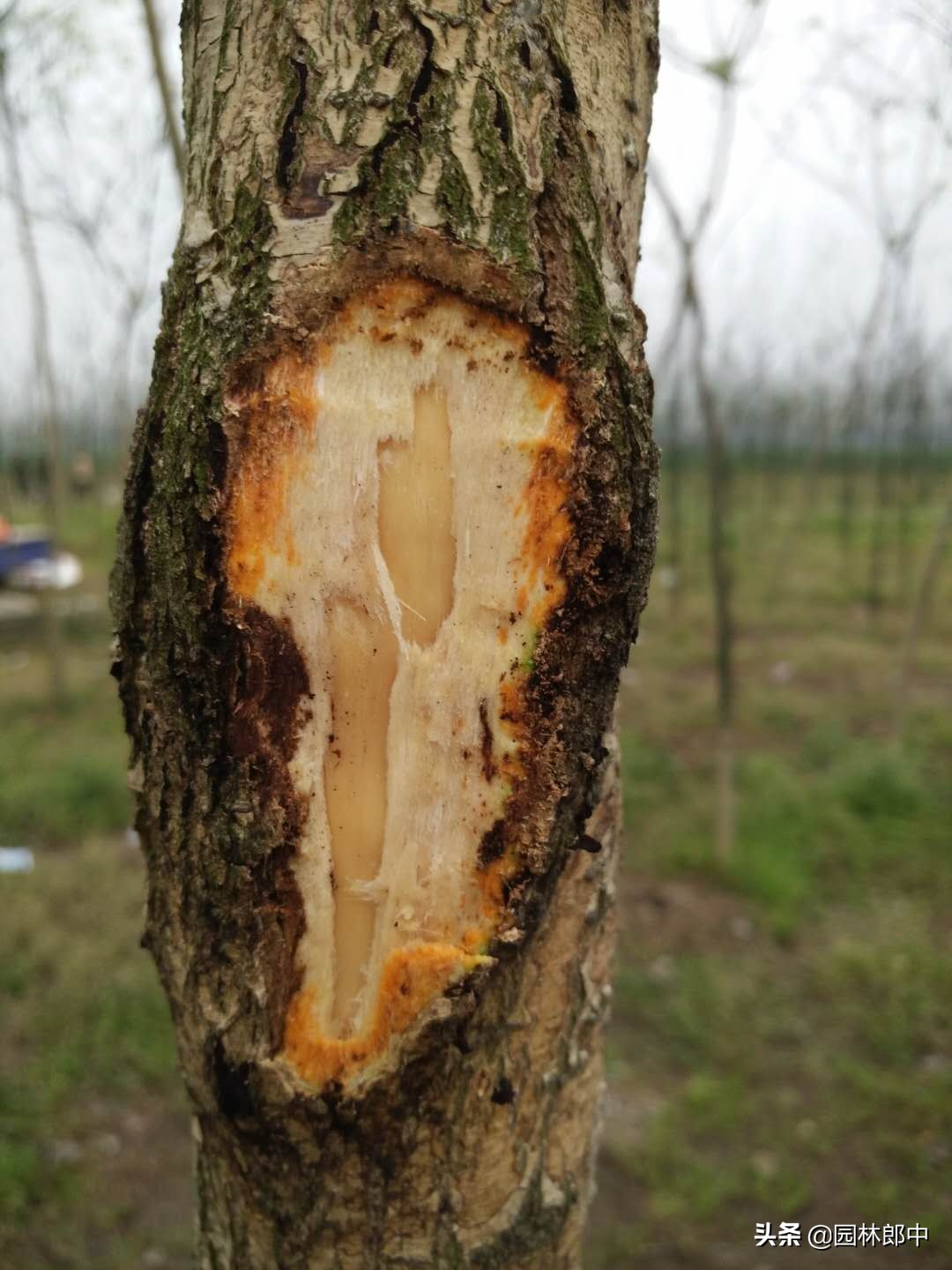 槐树树干上长疙瘩,国槐树干长疙瘩怎么回事