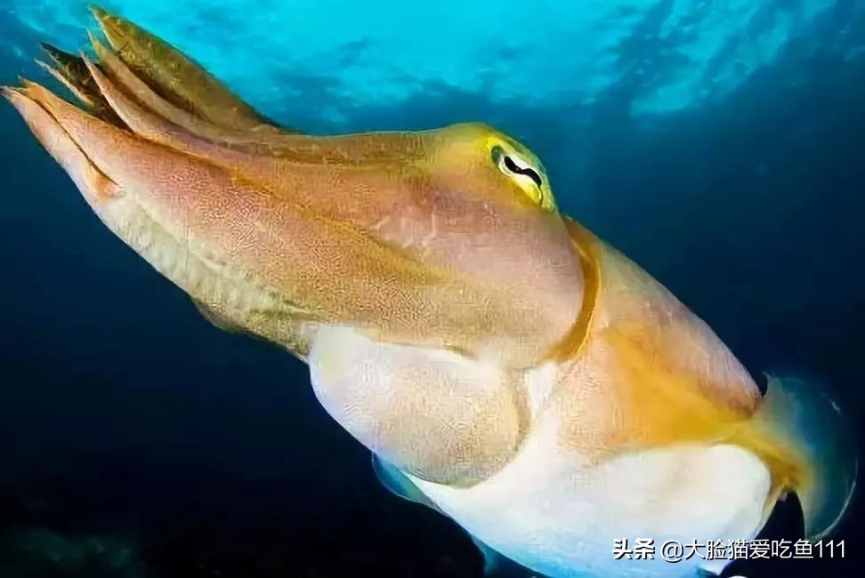 舟山带鱼好吃还是日照带鱼好吃,南有舟山北有舟山带鱼