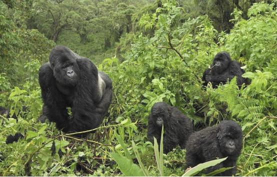 世界最贵国家公园门票,全球最贵的公园门票10000元