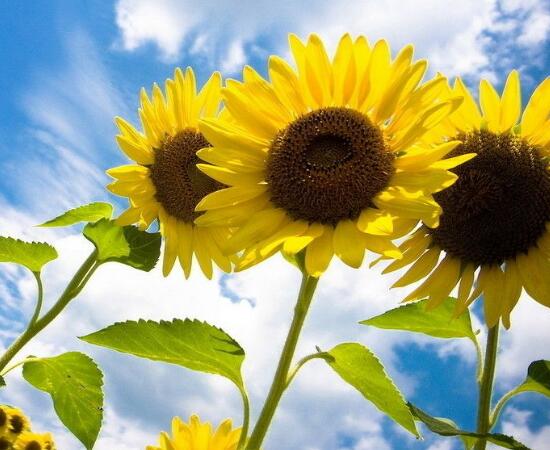 向日葵修剪盆栽,向日葵修剪水培