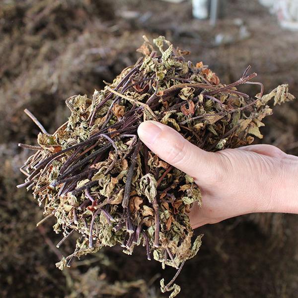 烧仙草是啥怎么这么难喝,烧仙草可以不加仙草冻吗