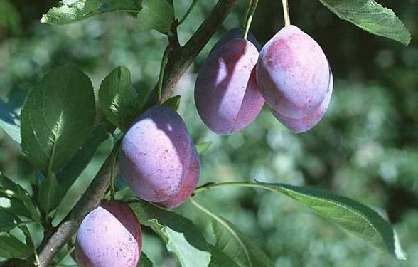 红色的色素假水果,各种假水果大全