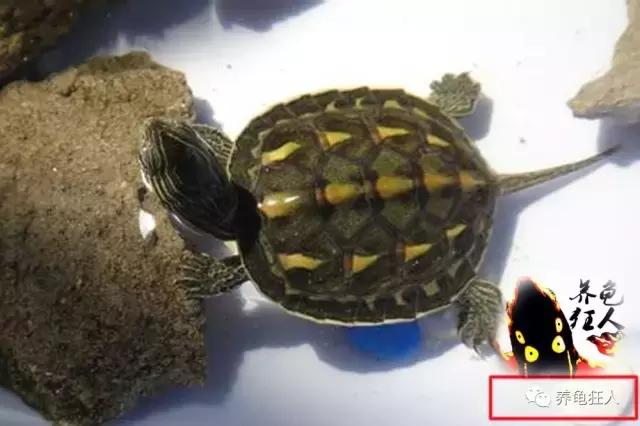 南石龟草龟花龟哪个体型大,草龟花龟珍珠龟哪个更好养