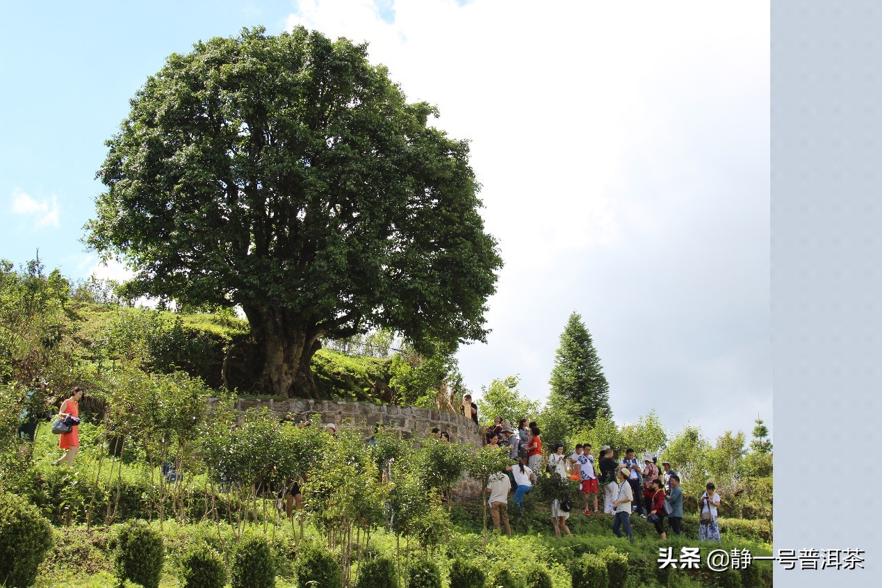 滇红茶的原产地是哪里,凤庆滇红茶产地