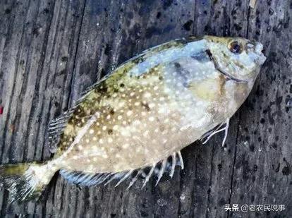 泥猛鱼野生有黄有绿,福建新鲜泥猛鱼