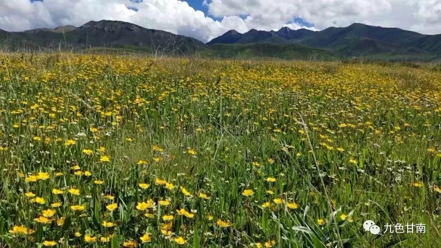 六月下旬甘南大草原花海,七月的甘南草原花海风光