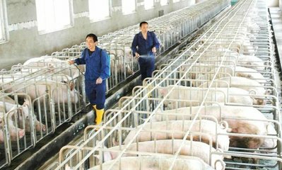 怎么预防猪球虫,猪球虫病的防治措施