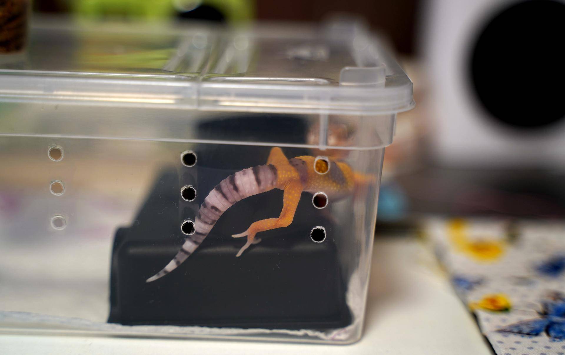 新手如何饲养一只豹纹守宫知乎,如何养好一只豹纹守宫