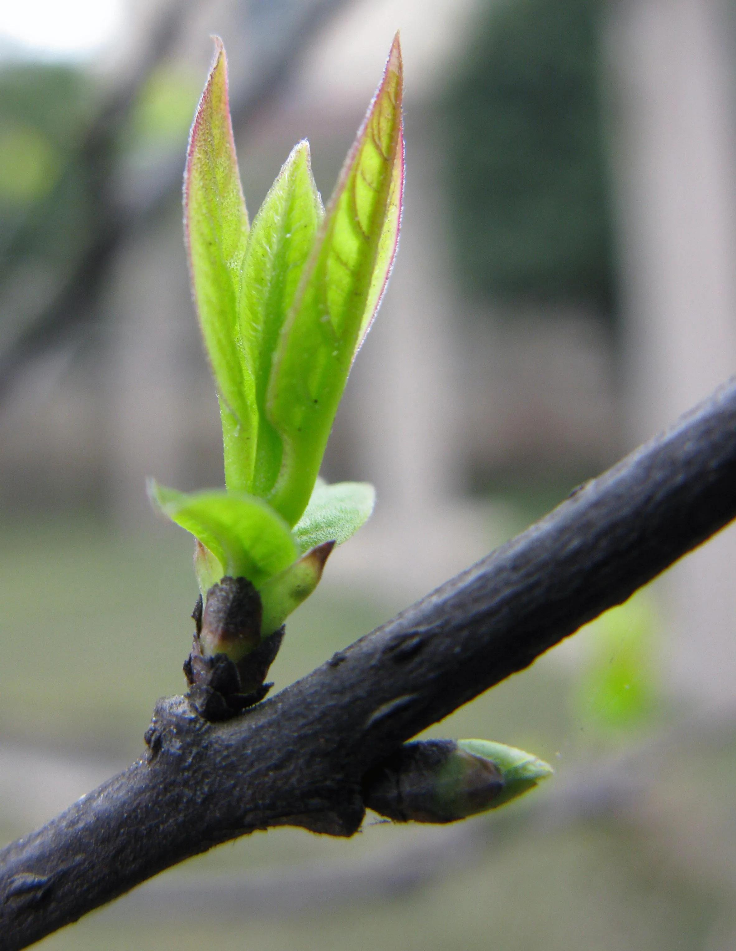 美丽的春天来了万物复苏,美丽的春天来了在山坡看到了什么