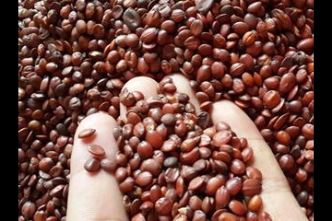 酸枣仁虽然可以卖到2.5元一斤，但是*力暴**采摘会让其命运多舛