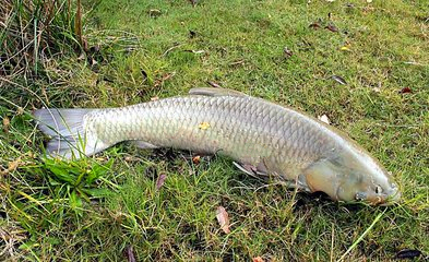 清理鱼的正确方法最快,怎样洗鱼不腥又干净