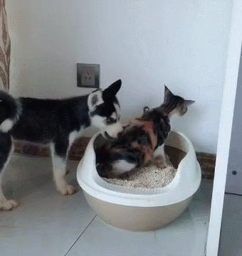 养猫狗常备药,宠物猫狗常用药