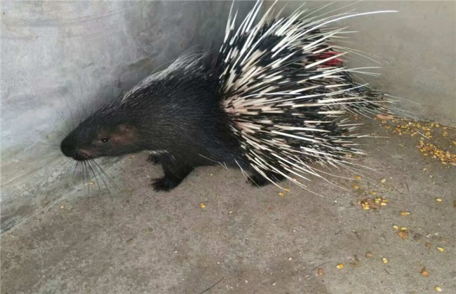 豪猪养殖的科学管理措施,豪猪养殖前景还很好吗