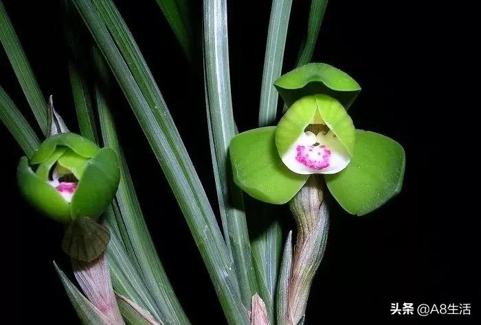 春兰名品兰花,春兰兰花名品图鉴