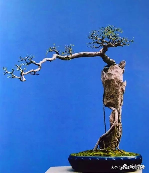 鎮礀缁濆閫㈢敓,鎮礀鐩嗘櫙澶у叏