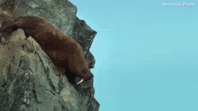 多地暴雨、全球变暖，自杀的企鹅却在为我们买单