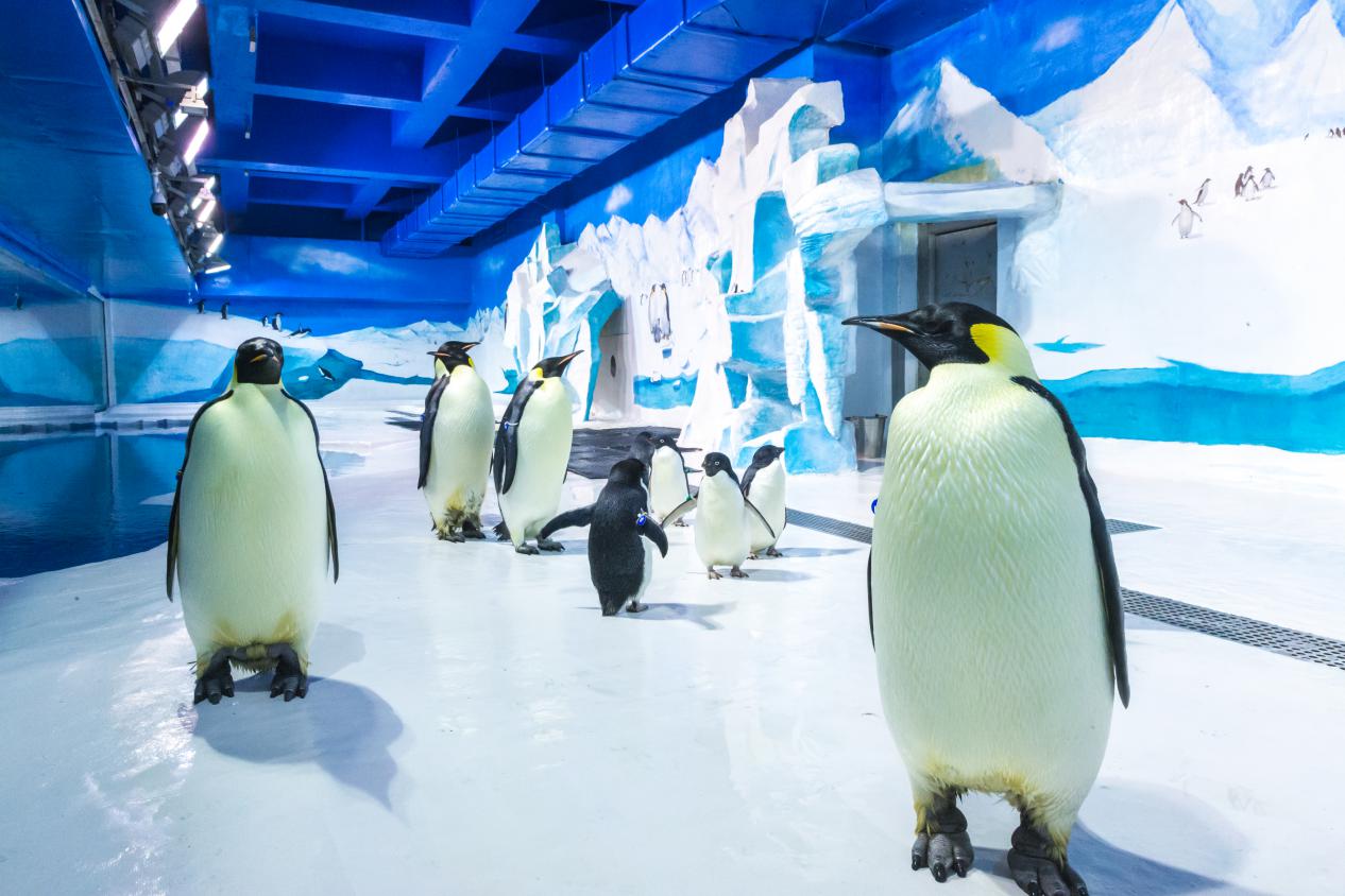 天津海昌极地海洋公园攻略详细,天津海昌极地海洋公园详细攻略