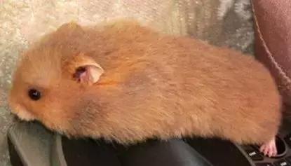 仓鼠种类大仓鼠,仓鼠的详细资料仓鼠的种类