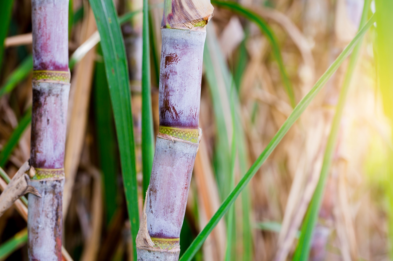 你知道糖为什么是甜的,你们知道糖是怎么来的吗
