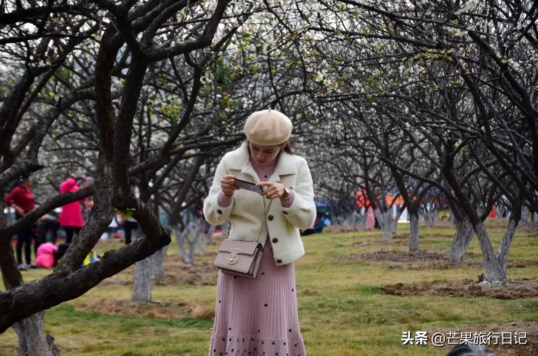 广州除了萝岗还有什么地方看梅花,广州萝岗还有梅花看吗