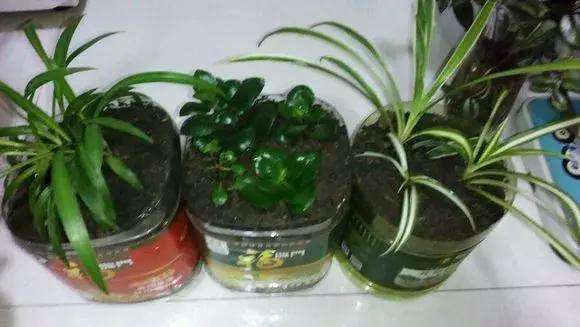 绿萝专用自吸花盆,绿萝吊兰怎么养才能长满花盆