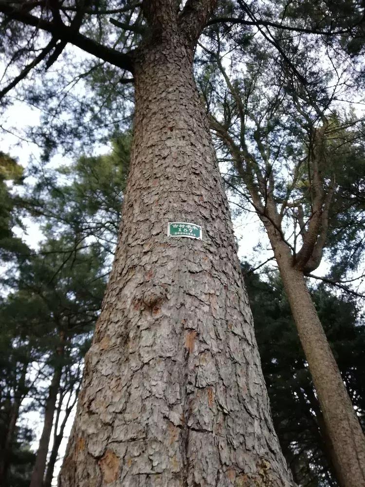 会听音乐的酒精灵——长白山酒业集团巡游