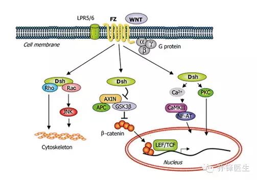 家族性腺瘤息肉病内镜治疗,家族性腺瘤息肉中医