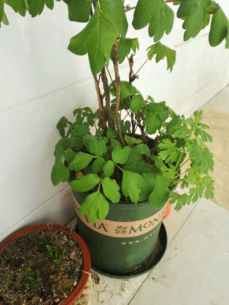 牡丹花夏天叶子落光了怎么办,牡丹花叶子打蔫怎么办