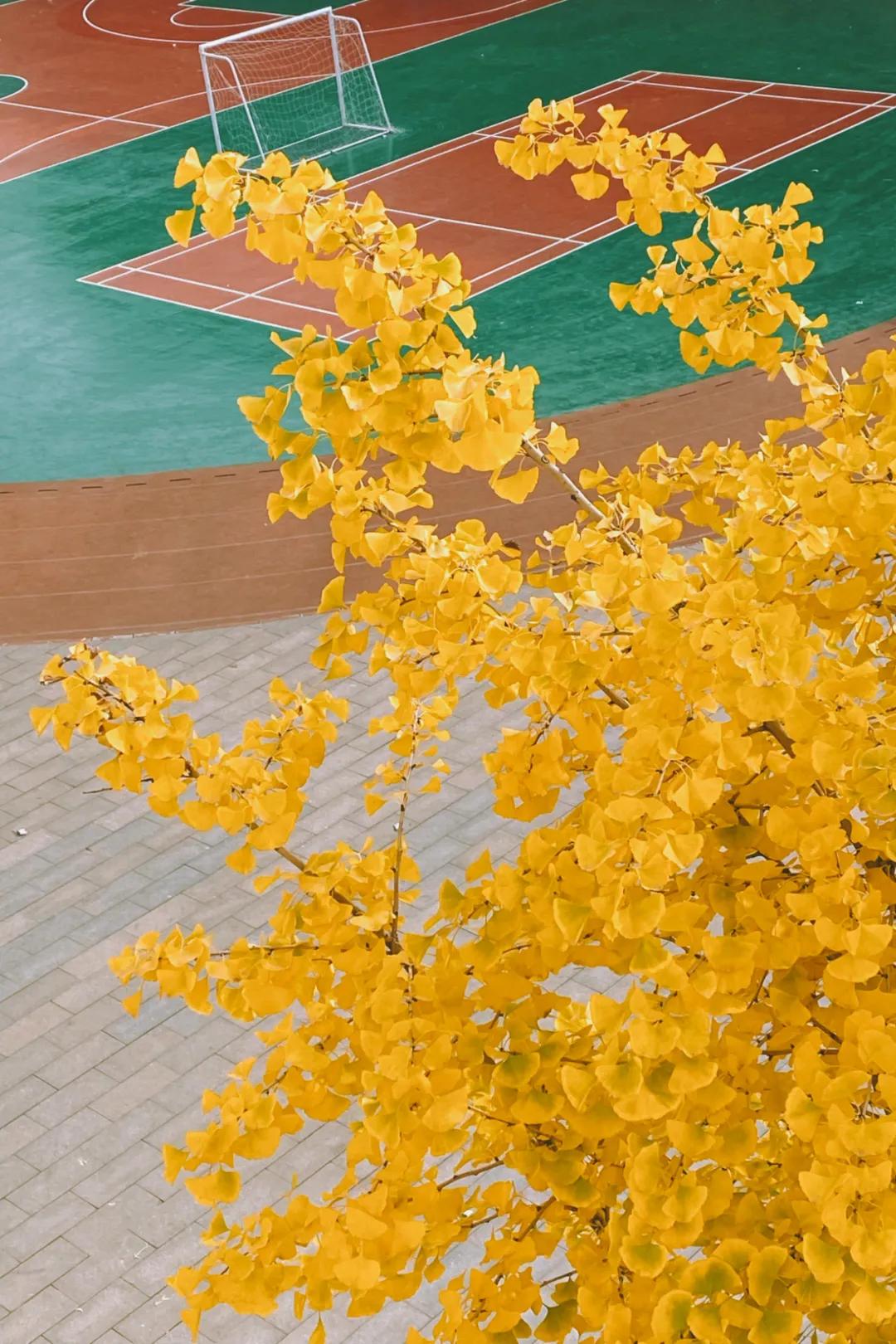 石家庄裕东小学东校区,石家庄裕东小学片内校区