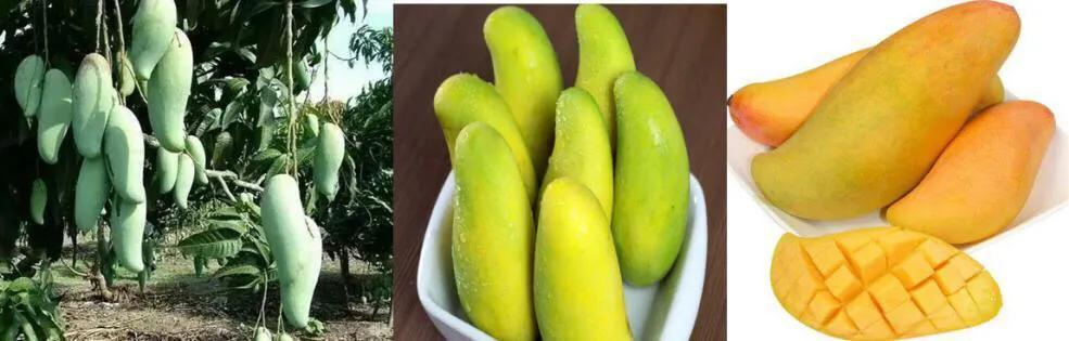 芒果品种西施芒,芒果品种四季蜜芒