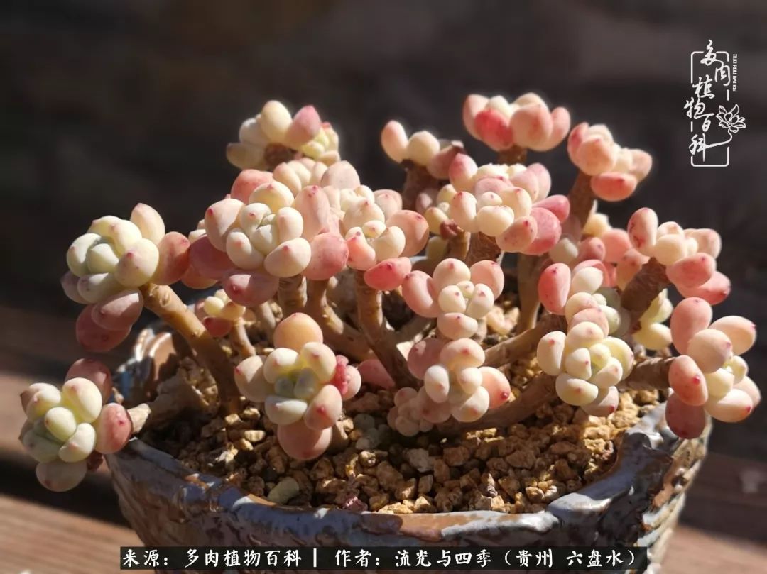 养多肉这几点新手必要知道,在养多肉的路上越走越远