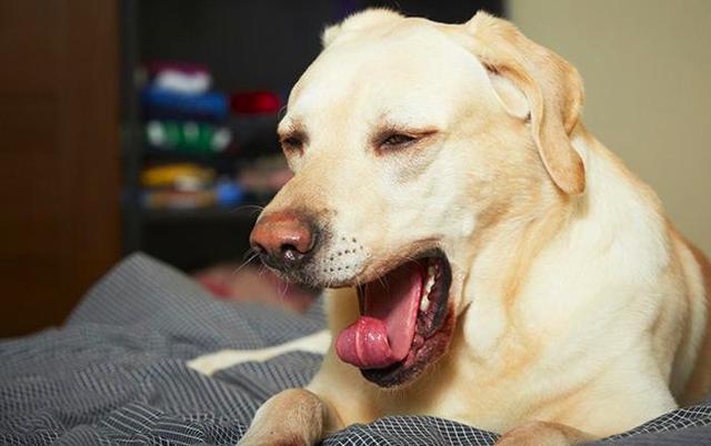 爱狗人士身上有狗臭味,狗狗身上散发屎臭味