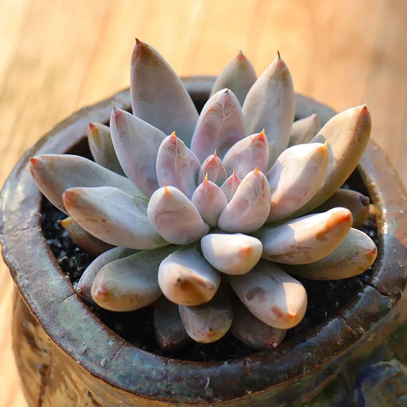 有暗纹的多肉有哪些,暗纹系多肉有哪些