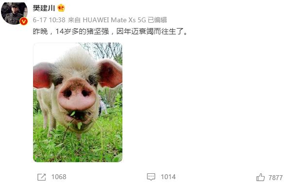 猪坚强在汶川大地震中枪了多少天,汶川大地震36天猪坚强的视频