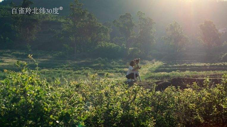 百雀羚25岁系列,百雀羚50-60岁