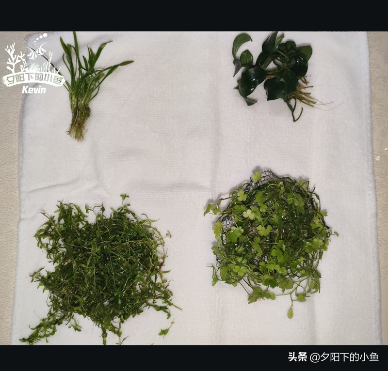 父子齐上阵全集,父子齐上阵完整视频