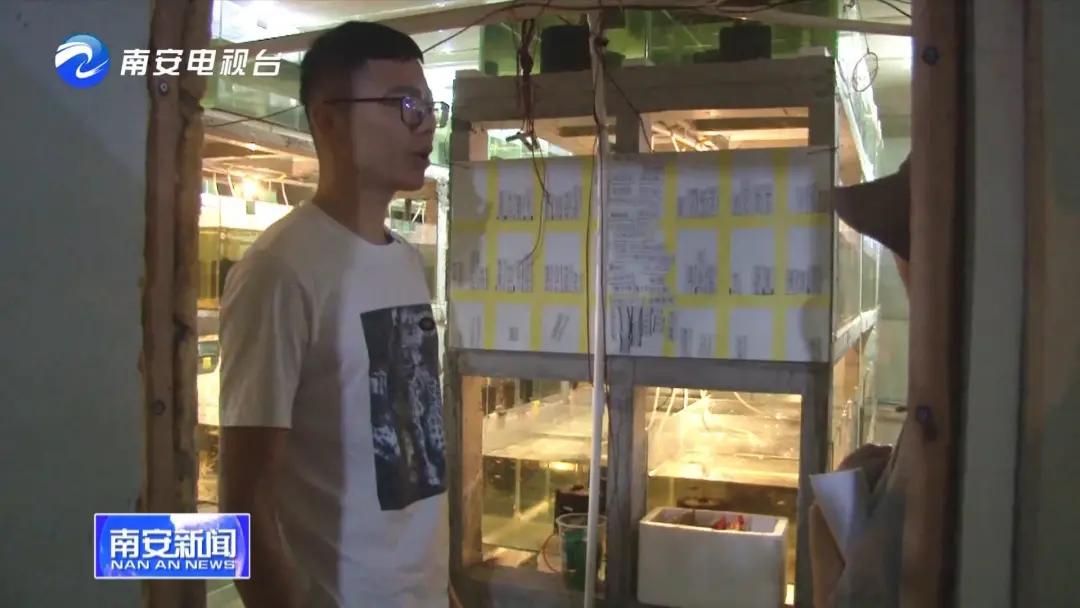 90后小伙的“斗鱼”梦：泰国斗鱼从南安“游”到全国各地！