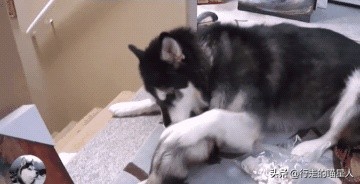 主人给二哈吃一盆狗粮,主人给二哈买了只鸡