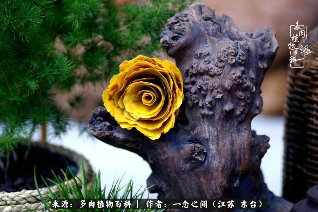 一见多肉误终生,一见多肉误终生从此钱包成路人