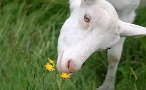 山羊的消化时间,山羊消化不良的症状