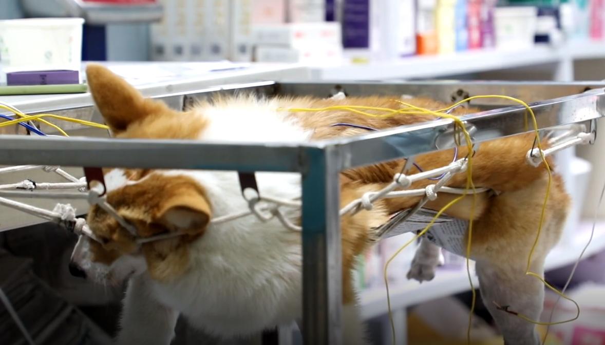 柯基狗狗安乐死,河南柯基无偿领养