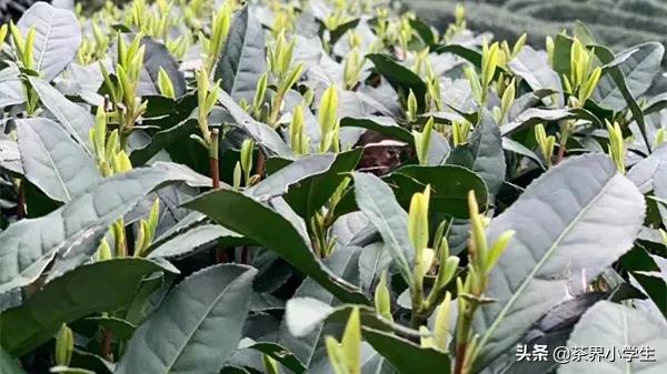 今年春天的第一杯龙井茶你喝了吗,一杯好的龙井茶是怎样诞生的