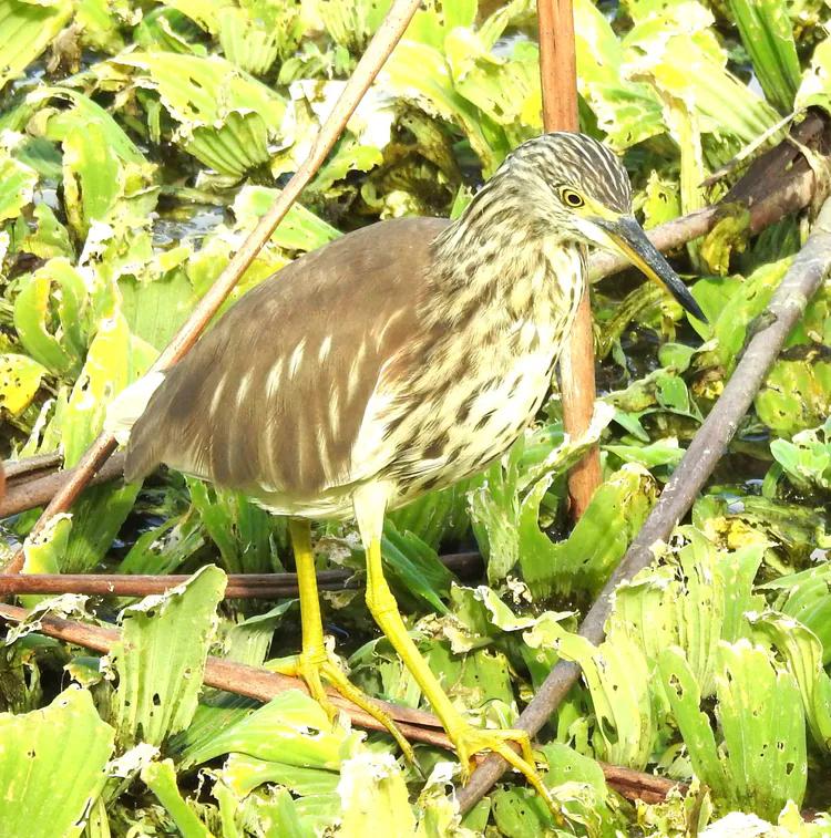 洪湖荷花仙子,洪湖公园蜻蜓