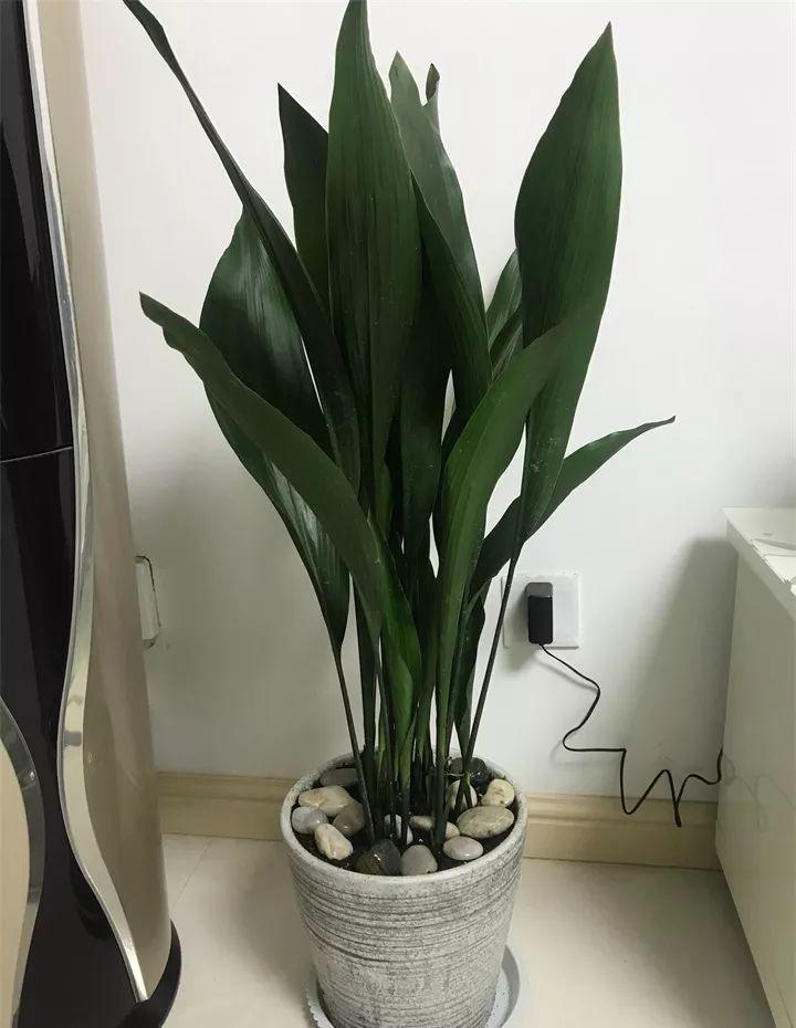 养花新手不知道养什么，就选这几种植物，轻松养爆盆