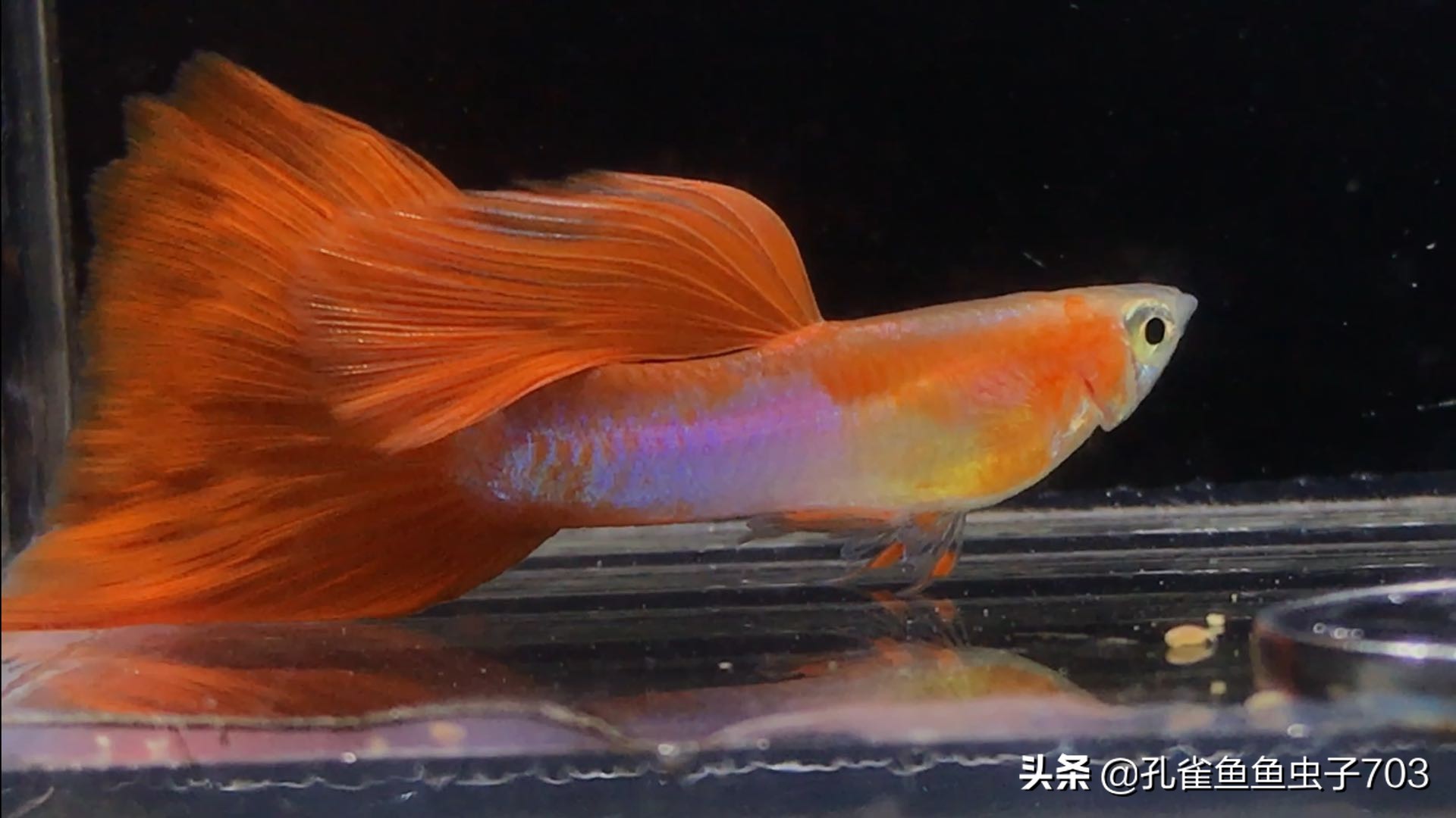 孔雀鱼喂食器原理图,孔雀鱼怀孕怎么喂食