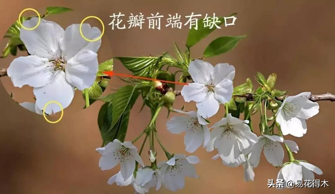 海棠春睡，樱花如雪，两种花卉如何辨识区别？