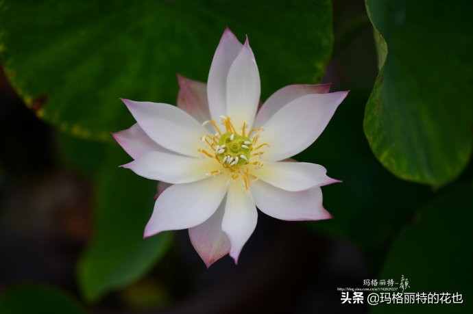 碗莲种子种植步骤及注意事项,碗莲种植方法超简单的快来看看吧