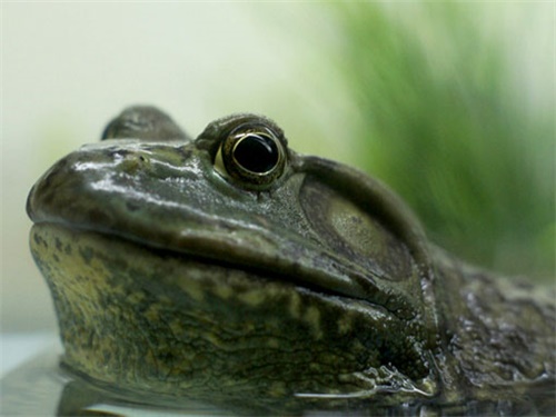 牛蛙养殖的好处,2022年牛蛙养殖业